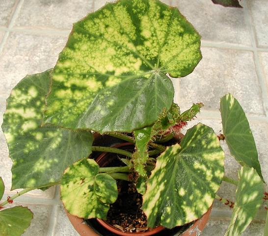 B. manicata var. aureomaculata